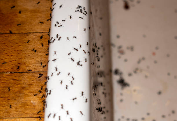 Best Pest Removal Services  in White Hall, WV