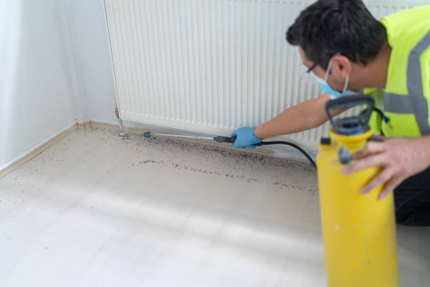 Wasp Removal Services in White Hall, WV